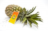 Piña del Monte 1.500 grs-